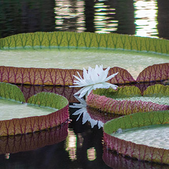 Lily pads. Read about What to Give Lily pads. Read about What to Give