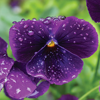 A violet. Read about Gifts of Cash, Checks, and Credit Cards 