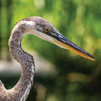 A Heron. Read about Gifts of Appreciated Securities