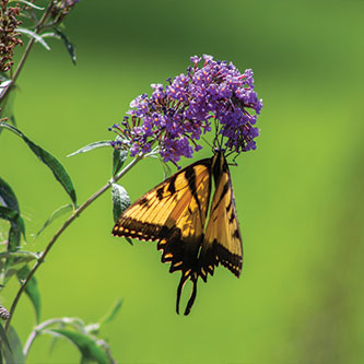 A butterfly on a flower. Read about Gifts That Pay You Income A butterfly on a flower. Read about Gifts That Pay You Income