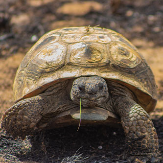 A turtle. Read about Gifts from Retirement Plans